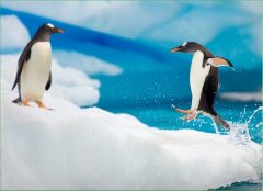 南极企鹅高清桌面主题