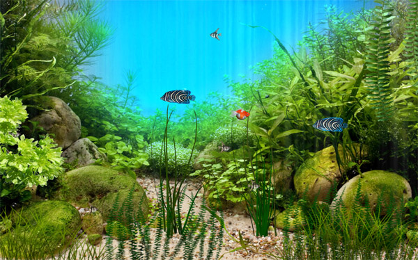 马代斑斓水底世界屏保程序