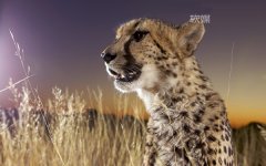 摄像头下的非洲野生动物win8桌面