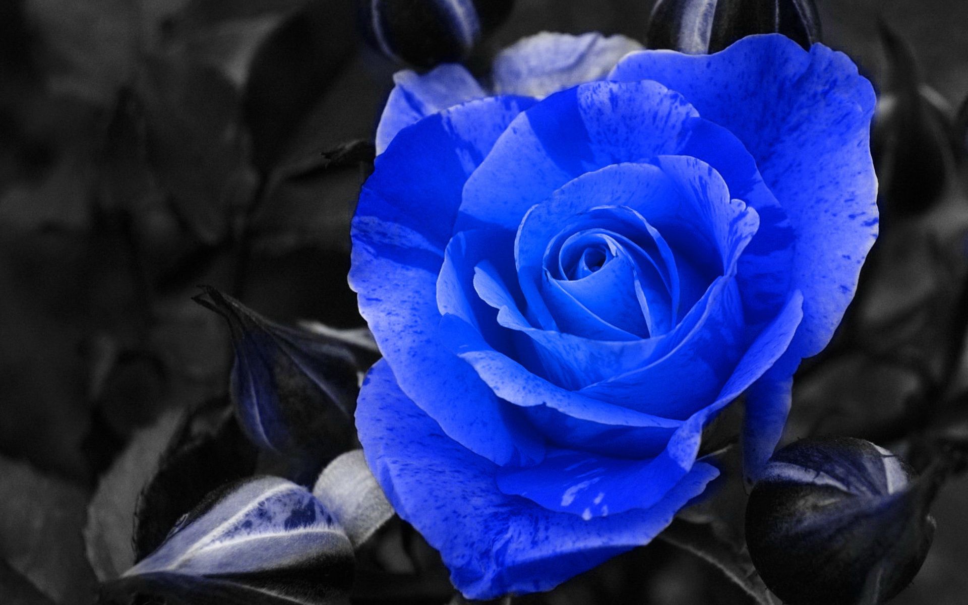蓝色妖姬玫瑰花唯美电脑桌面壁纸高清大图预览1440x900_植物壁纸下载_美桌网