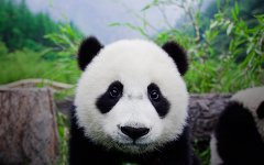 国际熊猫节萌萌可爱熊猫电脑壁纸
