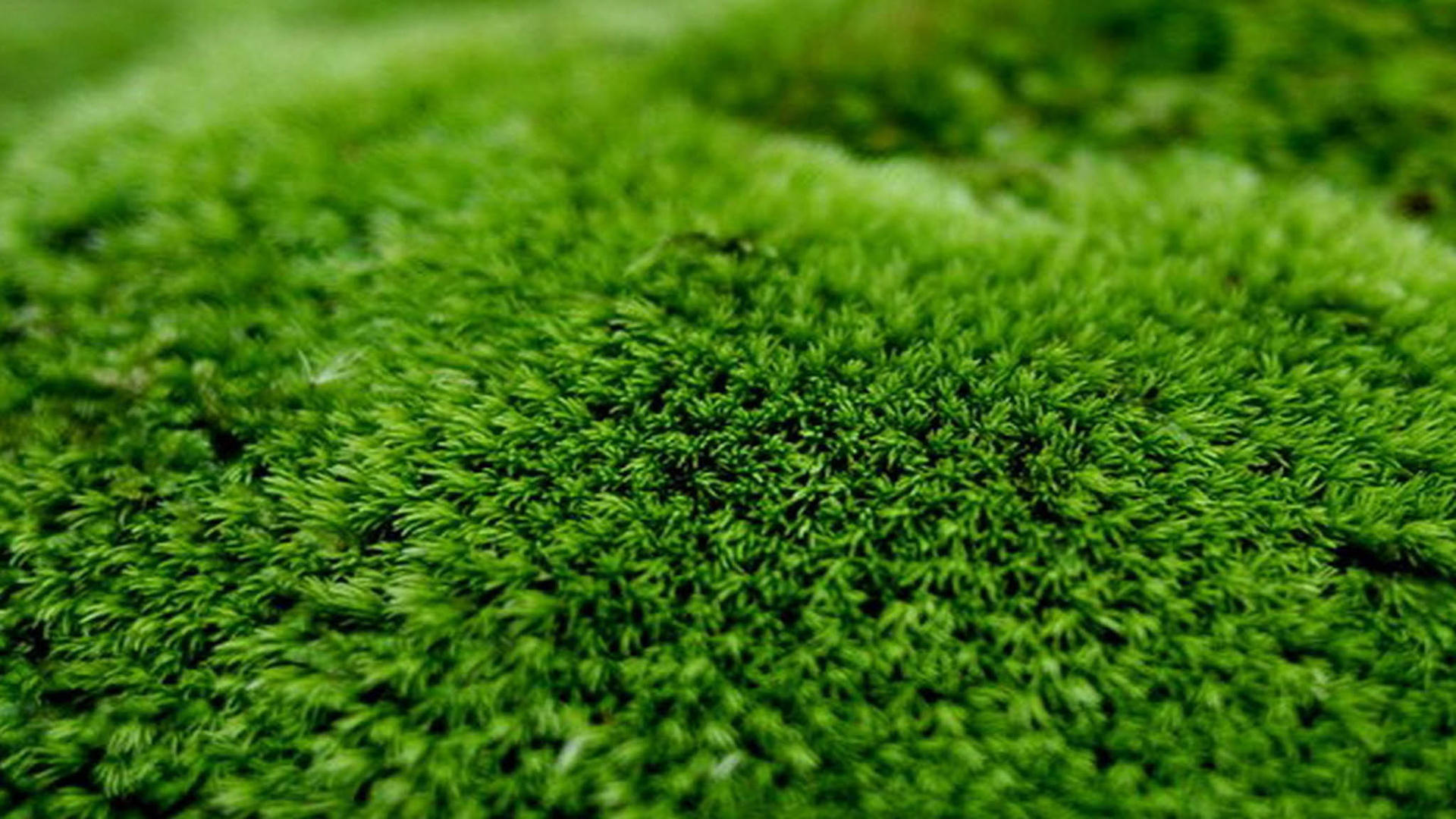大自然绿色苔藓眼睛保护色电脑桌面壁纸