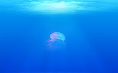 海洋世界浮游生物梦幻水母精美电脑壁纸