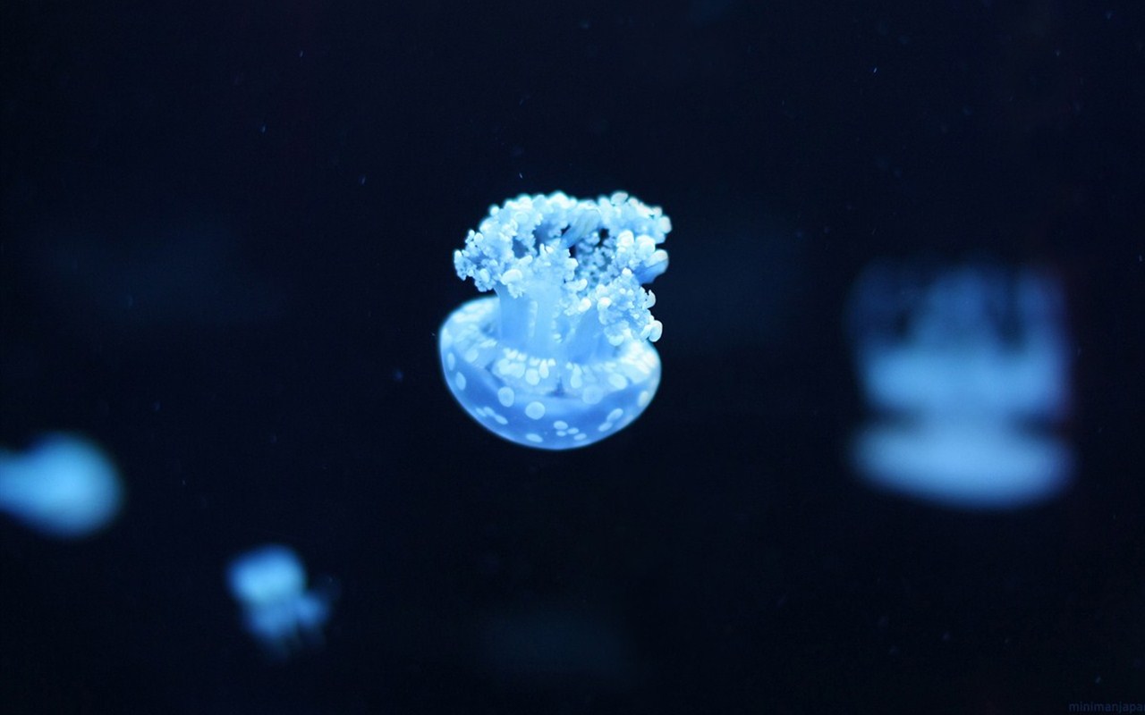 海洋世界浮游生物梦幻水母精美电脑壁纸