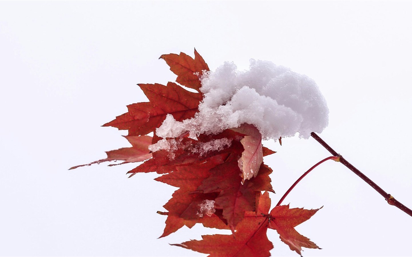 火红枫叶与大雪美景电脑桌面图片