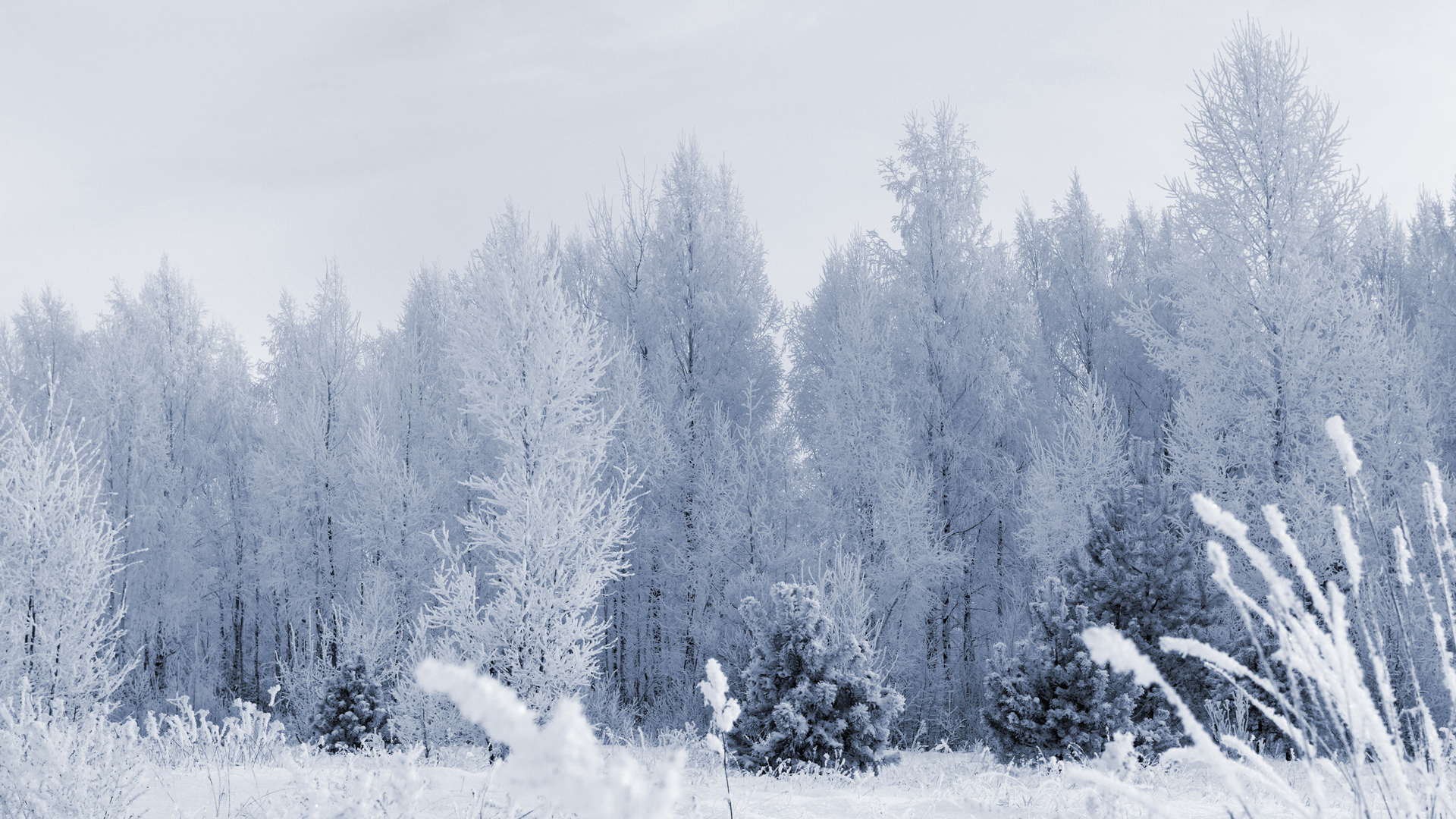 冬天来了！白雪皑皑大自然雪景桌面壁纸